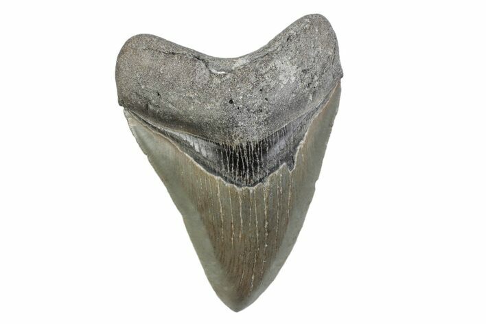 Serrated, Fossil Megalodon Tooth - North Carolina #370218